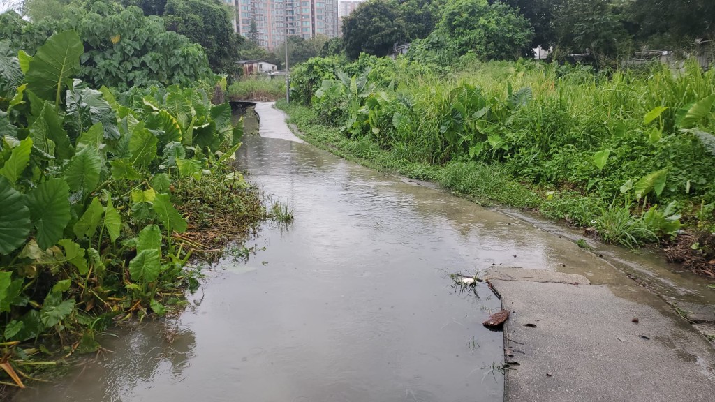 上水天平山村今日曾經水浸。