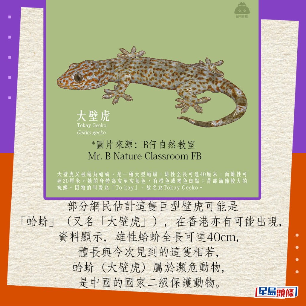 部分网民估计这只巨型壁虎可能是「蛤蚧」（又名「大壁虎」），在香港亦有可能出现，资料显示，雄性蛤蚧全长可达40cm，体长与今次见到的这只相若，有网民因此估计今次出现的巨型壁虎，应属此种品种，蛤蚧（大壁虎）属于濒危动物，是中国的国家二级保护动物。（图片来源：B仔自然教室 Mr. B Nature Classroom FB）