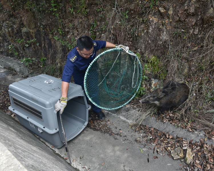 消防及爱护动物协会到埸，救牠救起放入笼内。杨伟亨摄