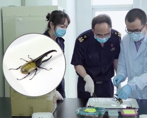 江門海關首次截獲3隻世界最長甲蟲。
