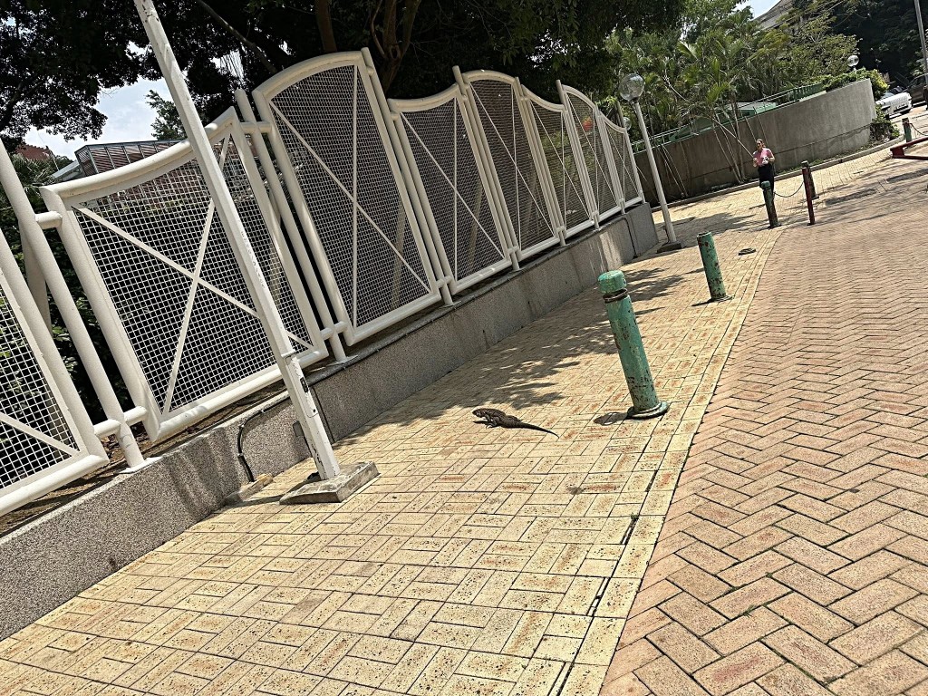 蜥蜴闖進校園內。fb:赤柱街坊八1八(Stanley 818) 蜥蜴闖進校園內。fb:赤柱街坊八1八(Stanley 818)