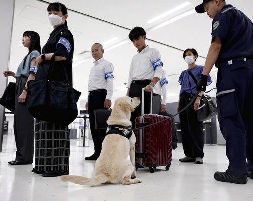 嗅鈔犬經過特別訓練，可以靠嗅覺找到旅客行李內收藏的大量紙幣。網上圖片