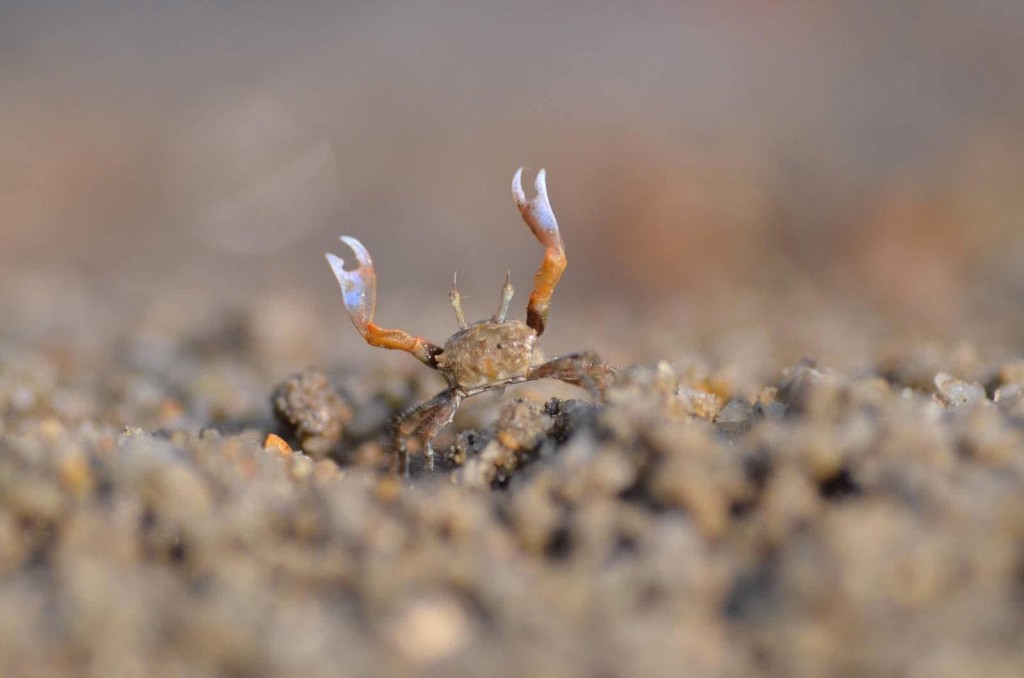 在大埔汀角東海岸有機會遇上不同的海洋生物,包括招潮蟹、蟹仔、寄居蟹、彈塗魚、海星等。(圖片來源:受訪者提供) 在大埔汀角東海岸有機會遇上不同的海洋生物,包括招潮蟹、蟹仔、寄居蟹、彈塗魚、海星等。(圖片來源:受訪者提供)