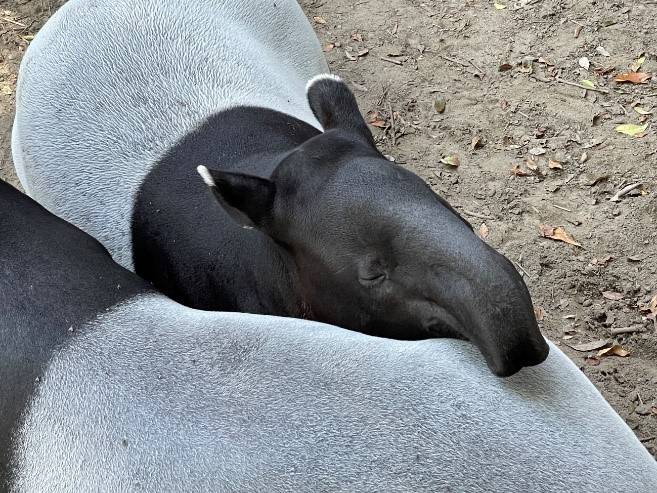 兩隻馬來貘會用對方作枕頭。（橫濱動物園）