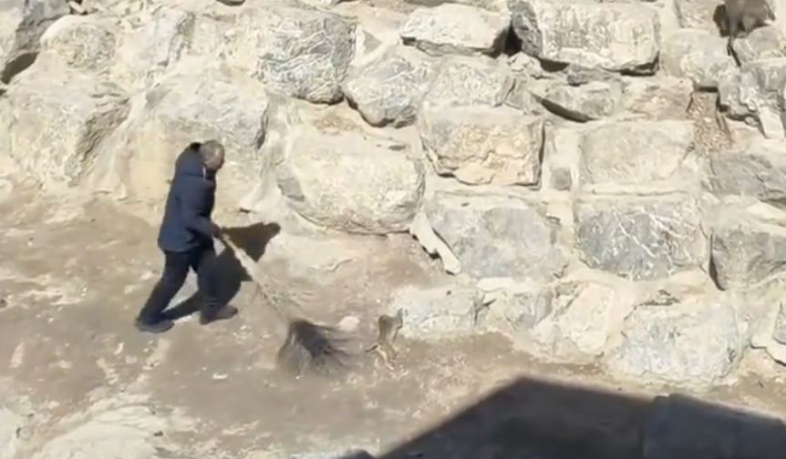 管理员要用大扫帚驱赶护尸猴群。微博