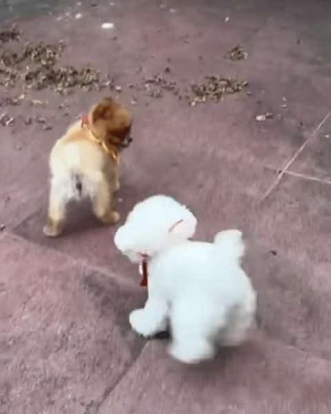 两只狗狗在家中花园玩。