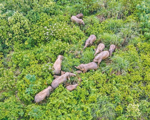 ■返回原居地的大象群。