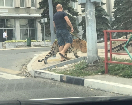 俄罗斯萨马拉一名男子在市中心用皮绳牵著一只老虎行走。(网上图片)
