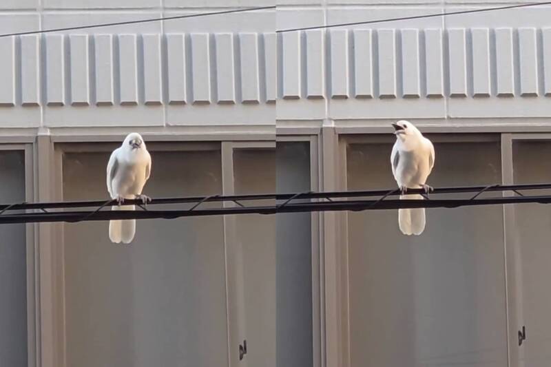 京都市動物園外的電線上發現一隻罕見的白色烏鴉，正在四處張望。X@kyotoshidoubut1