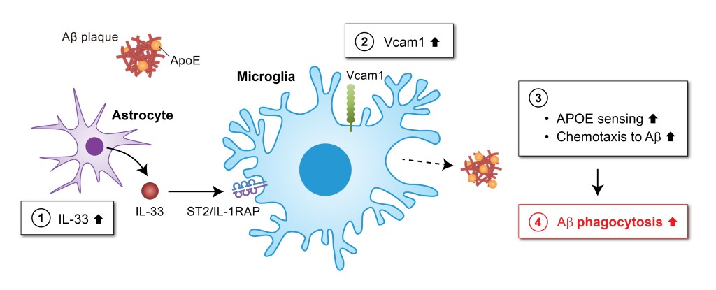 該圖闡明了VCAM1-APOE信號通路可作為阿爾茲海默症的潛在治療靶點。白介素33（IL-33）增加小膠質細胞中VCAM1的表達 (2)，誘導小膠質細胞向與APOE相結合的澱粉樣蛋白（Aβ）沉積遷移 (3)，從而促進小膠質細胞對大腦中Aβ斑塊的清除 (4)。​