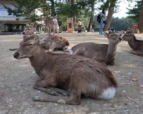 日本一名男子疑用斧頭砍殺一頭奈良鹿，被當地警方拘捕。網圖，示意圖