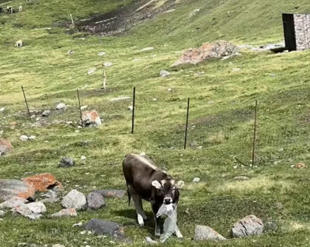 新疆独库公路有牛羊误食胶袋。网图