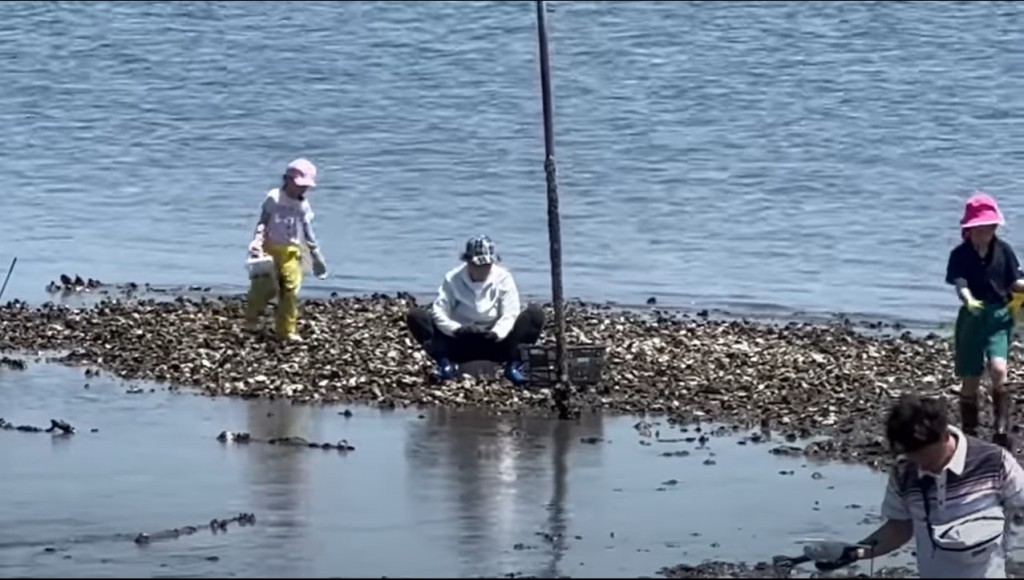 日本YouTuber「【后藤たけし】令和タケちゃんchannel」（タケちゃん）最近在其频道上载一条影片，从片中见到一位中国大妈在日本江户川河口的河岸正在挖蚝。