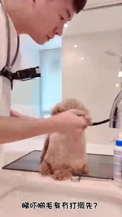 馬貫東為佘詩曼愛犬Gaga服務。 馬貫東為佘詩曼愛犬Gaga服務。