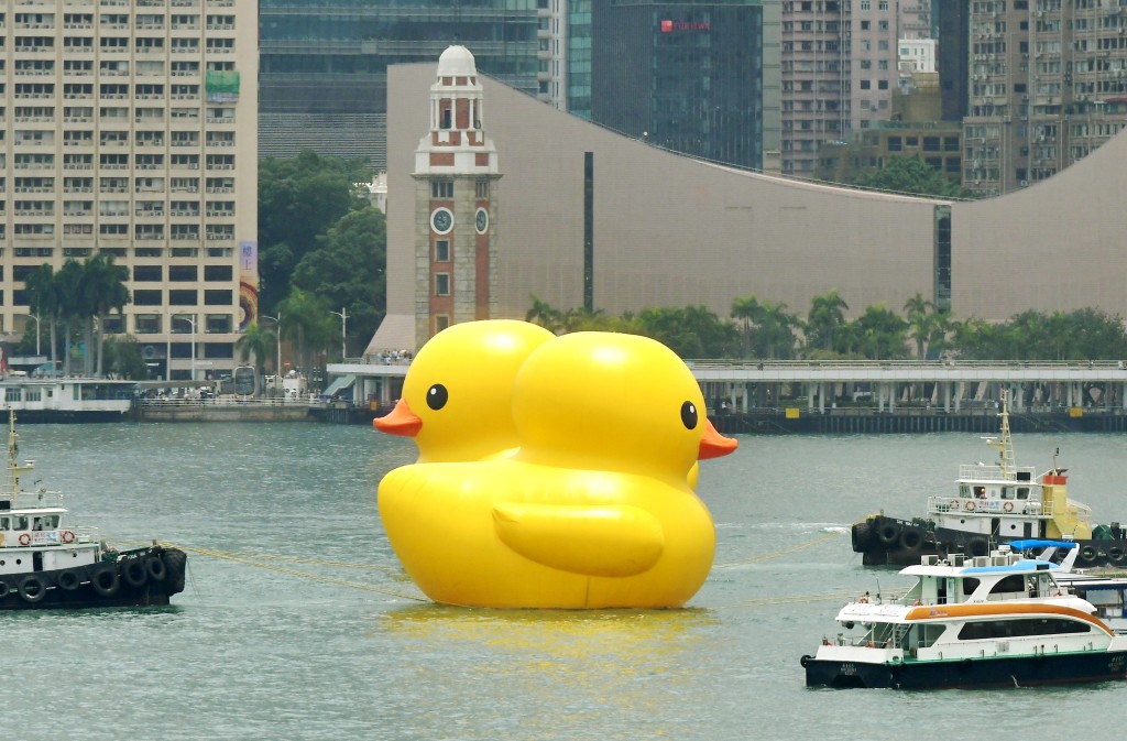 两只黄鸭今日游到去维港。梁誉东摄