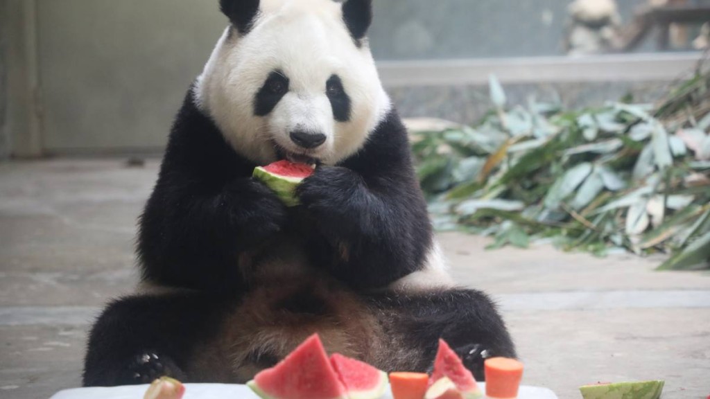 西安秦嶺野生動物園熊貓吃西瓜解暑。中新社