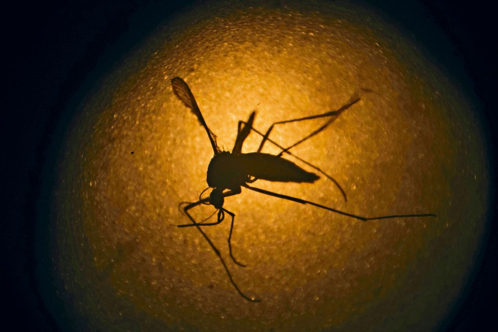 ■攜帶寨卡病毒的埃及伊蚊。