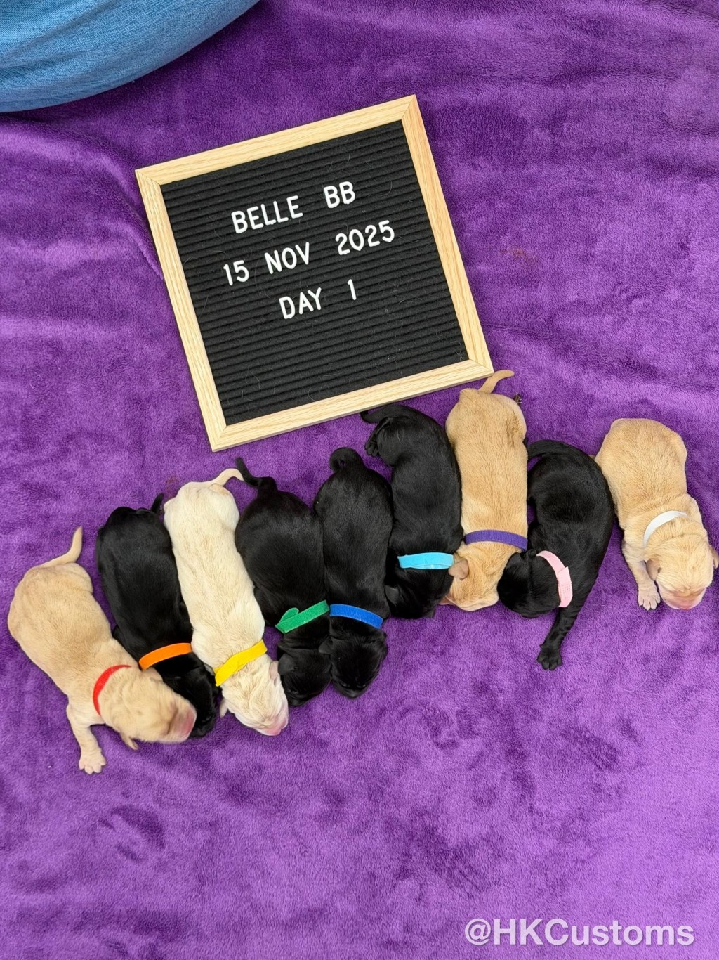 該對「黑白配」夫婦首次孕育後代,順利產下4白5黑共9隻幼犬。 該對「黑白配」夫婦首次孕育後代,順利產下4白5黑共9隻幼犬。