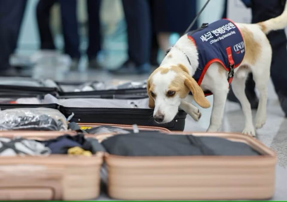床蝨檢疫犬進駐仁川機場，嗅聞旅客行李。路透社