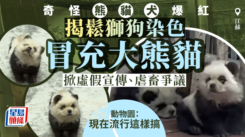 江蘇泰州動物園鬆獅cos大熊貓，「熊貓犬見名會」意外大受歡迎。