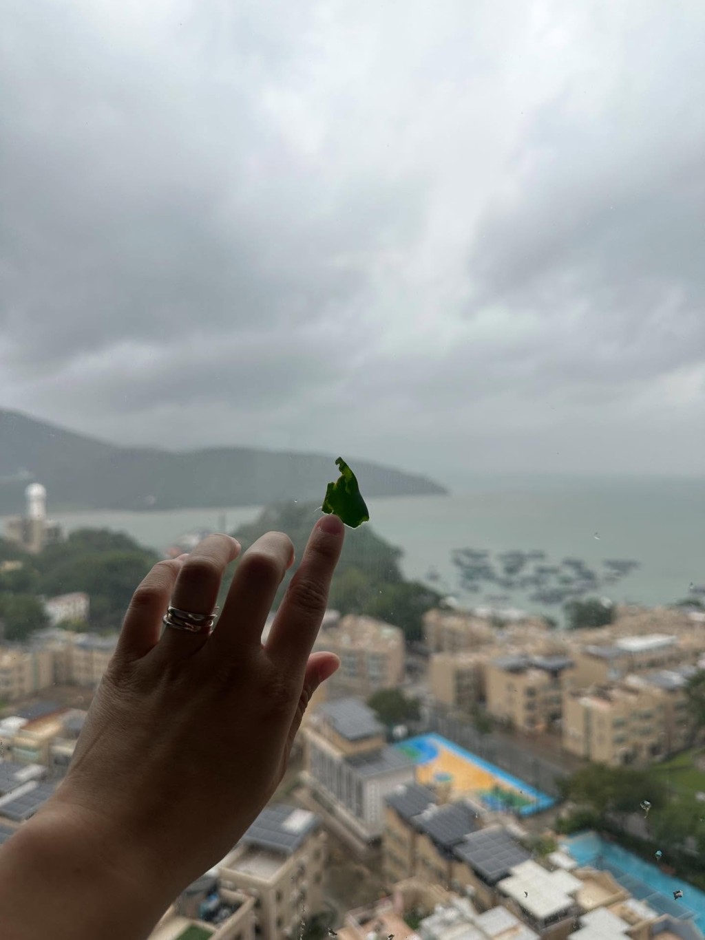 多名網民表示自己只收獲樹葉一塊。網上圖片