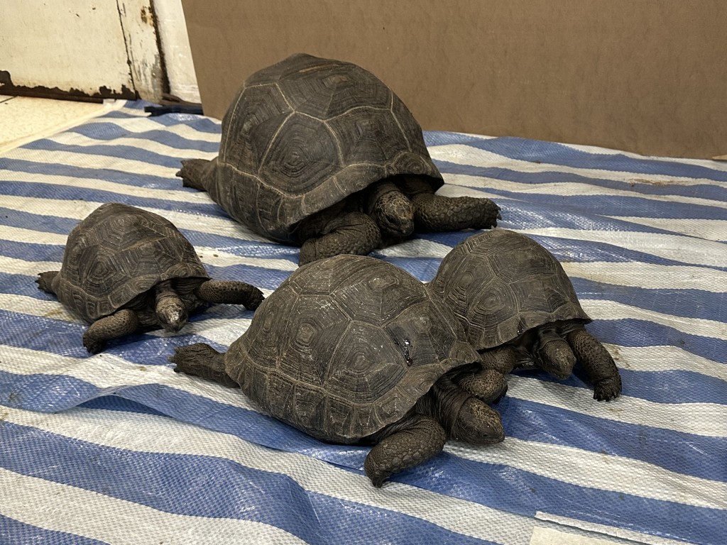 檢獲的四隻亞達伯拉象龜。