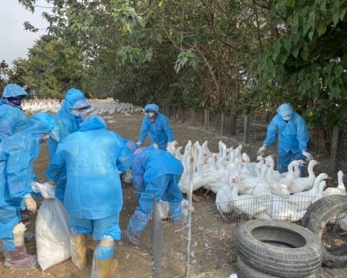 台灣雲林縣鵝場爆發H5N2禽流感,撲殺逾千隻鵝。雲林縣動植物防疫所圖片