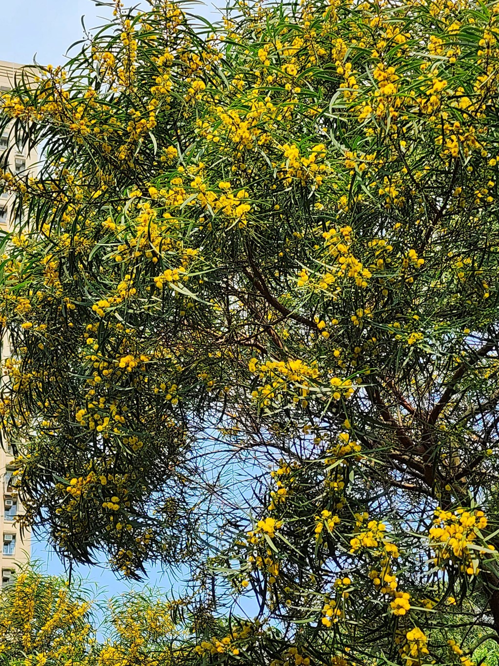 黃色絨球小花開滿一樹，山頭路旁湧現金黃花海。網民Fei Fei Tang攝