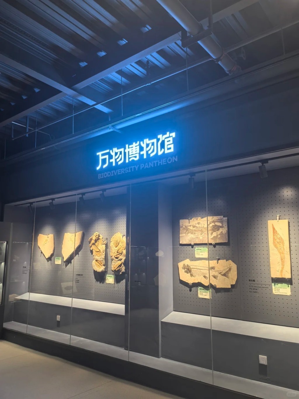 北京有博物館推出「蟑螂粉咖啡」成為熱話。小紅書