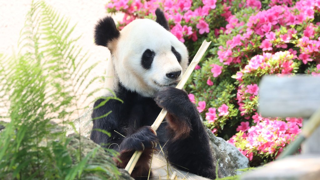 現年30歲的「永明」，是目前在日本最高齡的大熊貓。 twitter圖