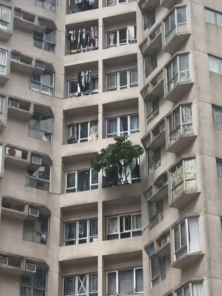 超強颱風「樺加沙」來襲之際，有紅磡街坊 發現一個危險奇景，在一幢住宅驚見「空中 森林」，單位窗外的樹木盆栽長得相當茂盛」。Threads截圖
