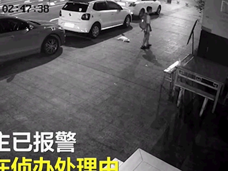 受驚的貓一度躱在車底但被扯出。網圖