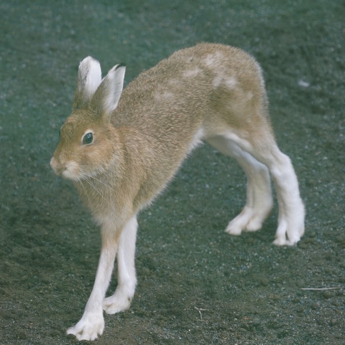 北海道雪兔。円山動物園twitter