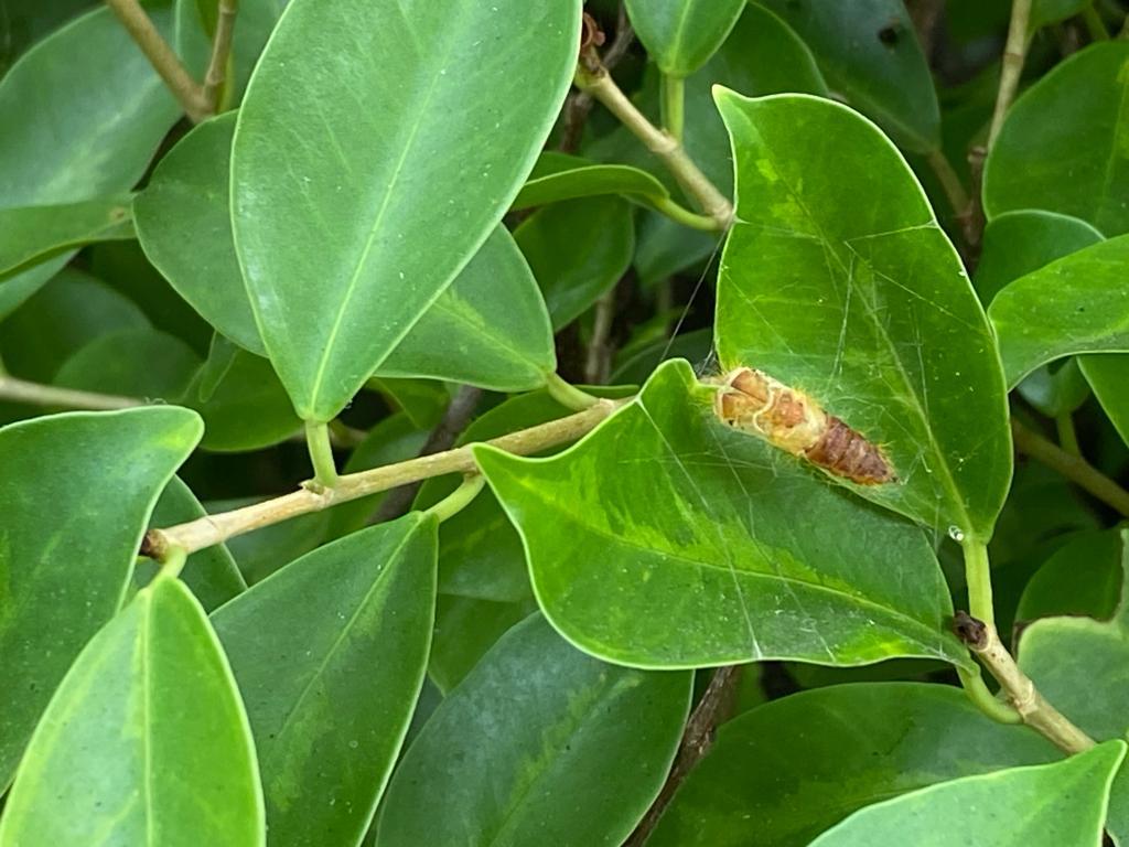 幼虫会在榕树叶面结蛹及孵化。