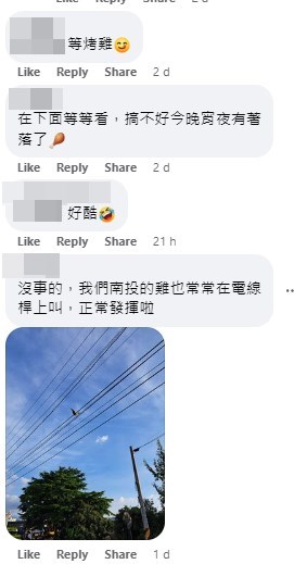 網民：沒事的，我們（台灣）南投的雞也常常在電線桿上叫，正常發揮啦。網上截圖
