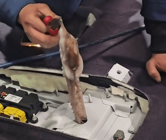 八爪鱼被㓥逃脱钻车内失踪3天变腐尸，师傅拉出被腥臭熏得差点呕。