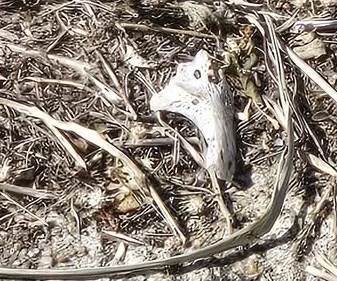 facebook截圖（資料來源：Patty Lee＠facebook將軍澳主場）