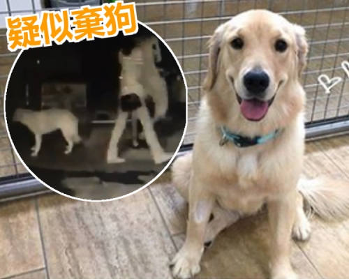 懷疑被人遺棄的金毛犬，現已康復，等待領養。愛協圖片/資料相片