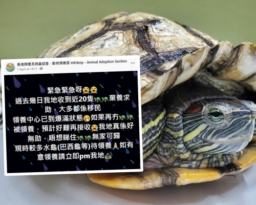 有慈善機構指，日前收到至少20隻烏龜的棄養求助，大多來自移民家庭。「香港兩棲及爬蟲協會 - 動物領養區」FB圖片