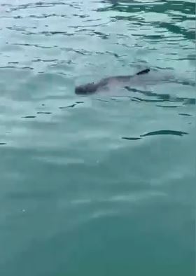 懷疑鯨魚在深水灣出沒。網上片段截圖