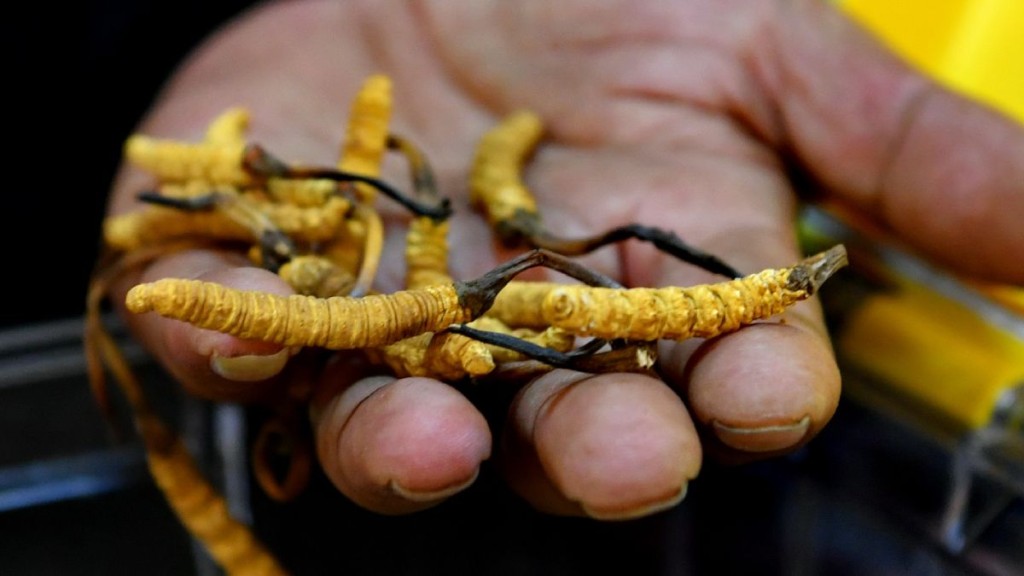 冬蟲夏草一直深受港人歡迎。新華社