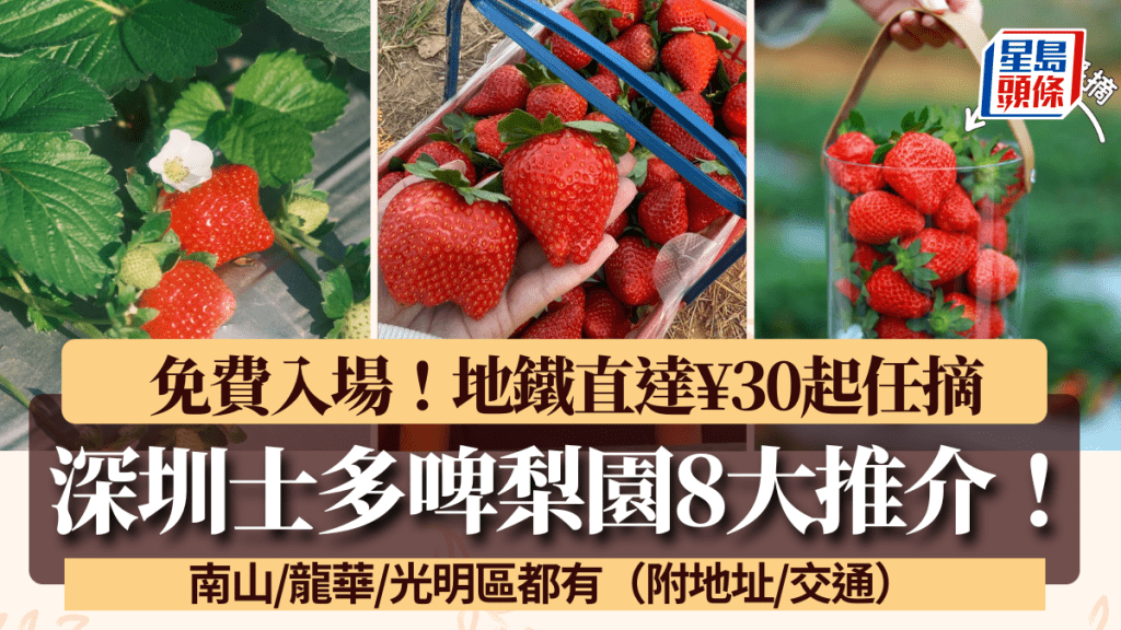 深圳士多啤梨園8大推介！南山/龍華/光明區 免費入場/地鐵直達¥30起任摘