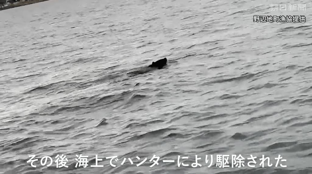 一名渔民于上午9时半返航途中,竟在陆奥湾海面看见一头黑熊正奋力划水。Youtube@朝日新闻截图 一名渔民于上午9时半返航途中,竟在陆奥湾海面看见一头黑熊正奋力划水。Youtube@朝日新闻截图