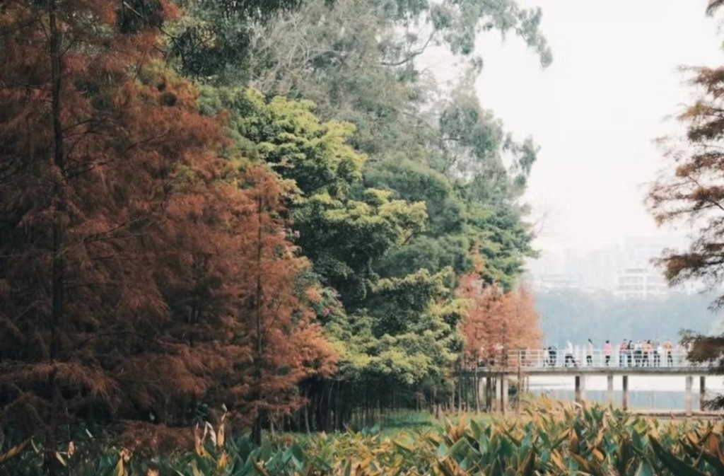 广州赏秋好去处麓湖公园(图片来源：小红书@小可的旅游日记)