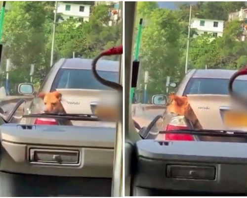 唐狗於車尾廂探頭察看。短片截圖