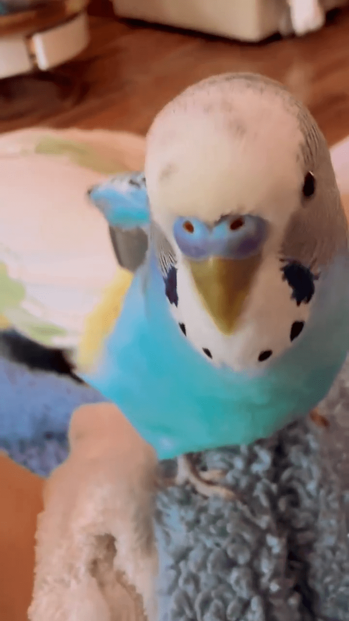 虎皮鹦鹉流利背诵《兰亭集序》爆红网络。