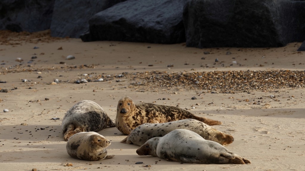 諾福克郡每年有數千隻海豹出生。圖為年幼灰海豹在霍西附近的海灘上休息。 路透社