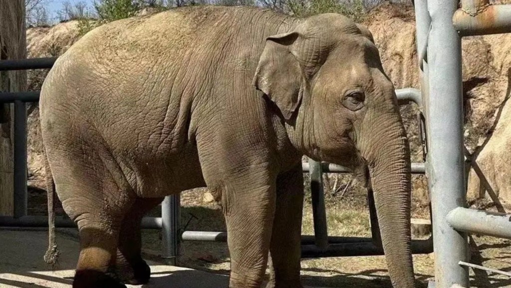 22岁亚洲象欣欣证实已死亡。