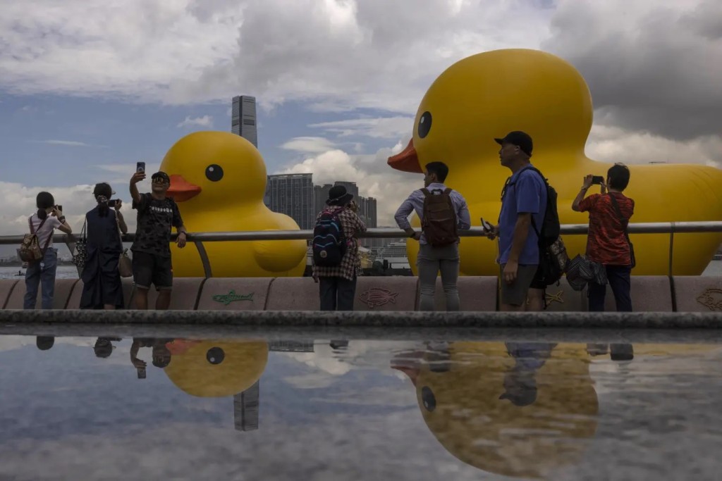 「大黄鸭」今年也曾来港，明天（20日）起会在深圳湾现身。美联社