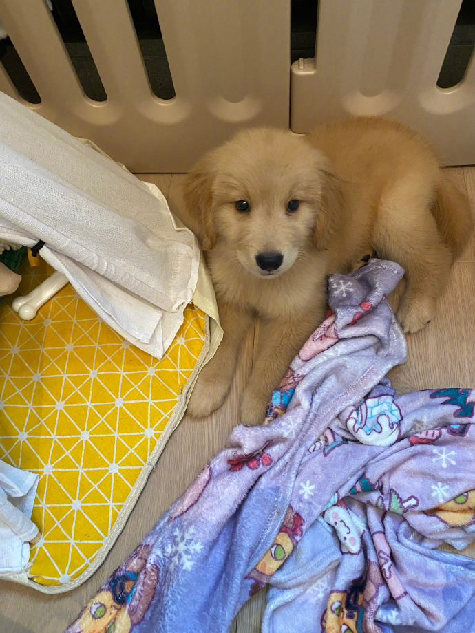 金毛狗狗好乖。